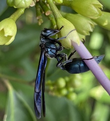 Synoeca septentrionalis