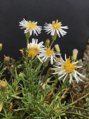 Minuria cunninghamii