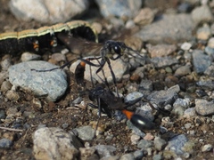 Ammophila sabulosa