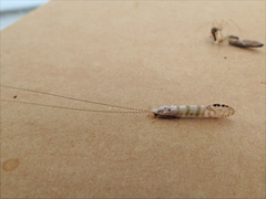 Nectopsyche exquisita