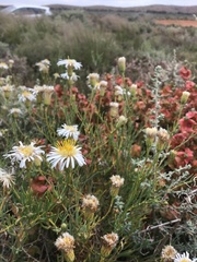 Minuria cunninghamii
