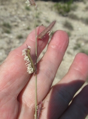 Bouteloua hirsuta