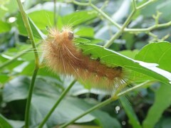 Spilarctia subcarnea