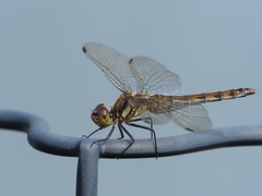 Sympetrum frequens