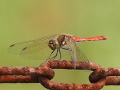 Sympetrum frequens
