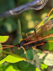 Therion circumflexum
