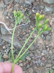 Coreocarpus dissectus