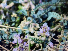 Astragalus obcordatus