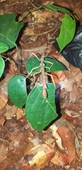 Creoxylus