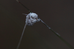 Ponometia candefacta