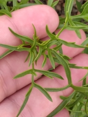 Coreocarpus dissectus