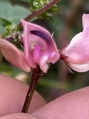 Strophostyles helvola