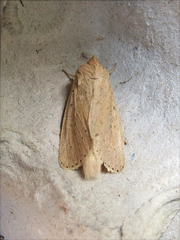 Globia oblonga