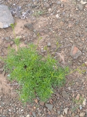 Coreocarpus dissectus