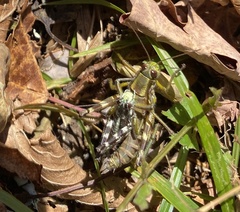 Booneacris glacialis