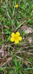 Ranunculus lappaceus