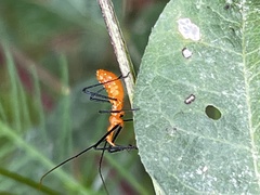 Zelus longipes