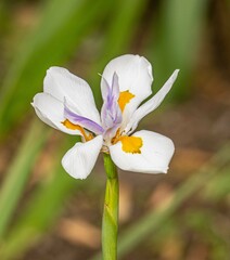 Dietes grandiflora