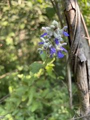 Salvia breviflora