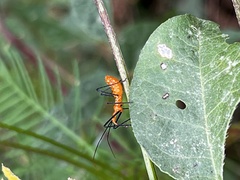 Zelus longipes