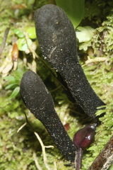 Trichoglossum