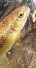 Nocomis leptocephalus