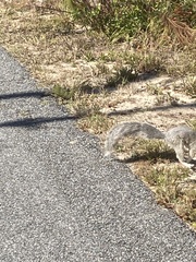 Sciurus niger cinereus