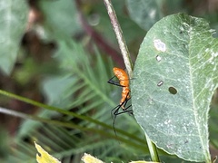 Zelus longipes