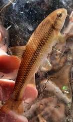 Nocomis leptocephalus