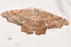 Epipleminae