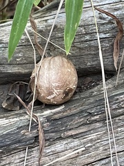 Apioperdon pyriforme