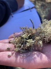 Cladonia uncialis