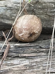 Apioperdon pyriforme