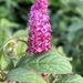 Phytolacca rugosa - Photo (c) Chris, some rights reserved (CC BY-NC), uploaded by Chris