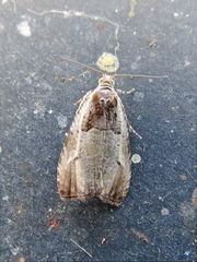 Olethreutes punctanum