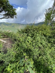 Phytolacca rugosa