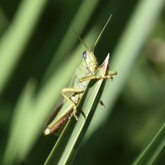 Schistocerca alutacea
