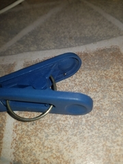 Latrodectus geometricus