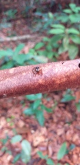 Kalcerrytus