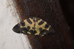 Pantherodes pardalaria