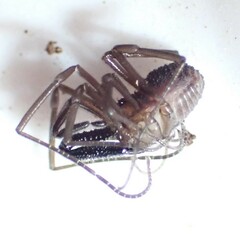 Oskoron spinosus