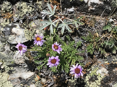 Erigeron pinnatisectus