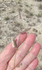 Bouteloua hirsuta