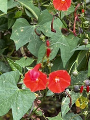 Ipomoea hederifolia