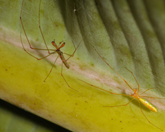 Tetragnatha hasselti