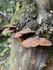 Phylloporia