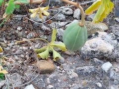 Cochlospermum wrightii
