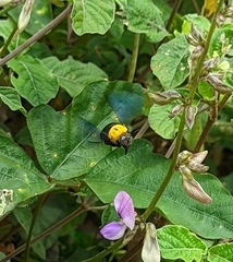 Xylocopa minor