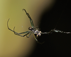 Leucauge argentina