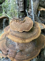 Phylloporia